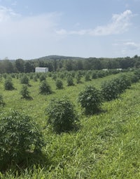 a field of cannabis plants in the middle of a field